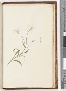Page 247. Plante non identifiée - Unknown artist