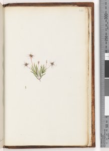 Page 248. Plante non identifiée - Unknown