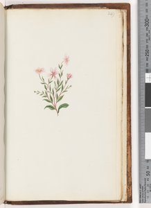 Page 249. Plante non identifiée - Unknown artist