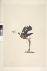 Page 24. Taille naturelle Rouge-gorge écarlate Petroica multicolor, mâle, Île Norfolk, 1791-92