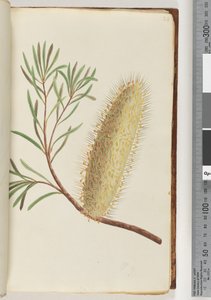 Page 24. Plante à fleurs non nommée - Unknown artist