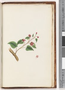Page 252. Plante non identifiée - Unknown artist
