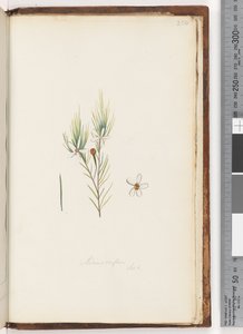 Page 254. Ricinocarpus / ?? - Unknown artist