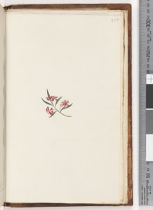 Page 255. Plante non identifiée