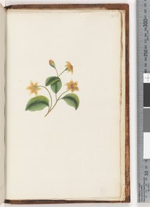 Page 256. Plante non identifiée - Unknown
