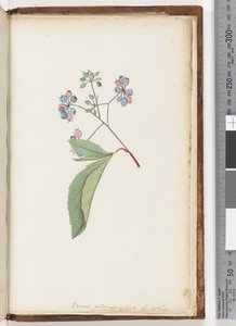Page 256a. Plante sans nom - Unknown artist