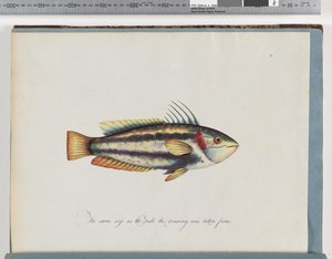 Page 25. Poisson non identifié
