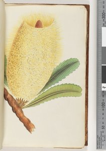 Page 25. Plante non identifiée - Unknown artist