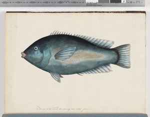 Page 26. Poisson non identifié - Unknown