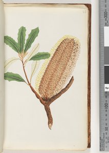 Page 26. Plante à fleurs sans nom - Unknown artist
