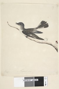 Page 27. Mai. taille naturelle Rouge-gorge à capuchon, femelle Melanodryas cucullata, 1791-92 - Unknown artist