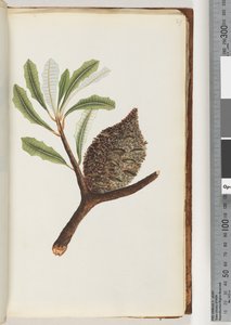 Page 27. Nom indigène Wye gal le ang - Unknown artist