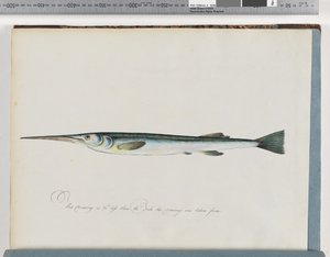 Page 27. Poisson non identifié - Unknown artist