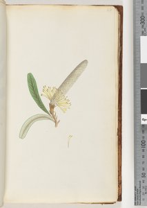 Page 28. Plante à fleurs, "une liane" - Unknown artist