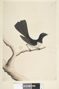 Page 28. Taille naturelle, Juillet Willie Wagtail Rhipidura leucophrys, 1791-92 - Unknown artist