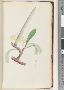 Page 29. Banksia côtier - Unknown artist