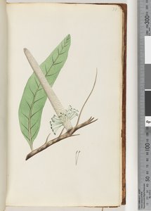 Page 30. Plante, un Banksia - Unknown artist