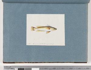 Page 30. Poisson non identifié