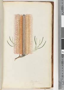 Page 31. Banksia spinulosa / Banksia à épingles à cheveux - Unknown artist