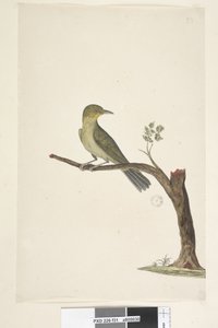 Page 31....? Mince, Bec blanc, Œil Zosterops tenuirostris, 1791-92 - Unknown artist