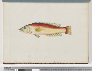 Page 31. Poisson non identifié