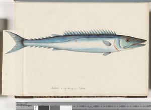Page 32. Barracouta - Unknown artist