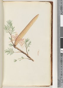 Page 32. Plante, Banksia ericifolia