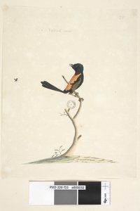 Page 33. Taille naturelle Red, Backed Wren Malurus melanocephalus, mâle, 1791-92 - Unknown artist