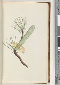 Page 33. Plante, Banksia spinulosa