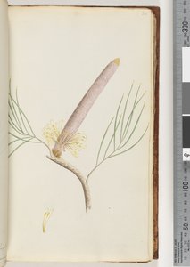 Page 34. Une Banksia - Unknown artist