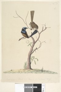 Page 34. Mo,ro,dru,ing, mâle et femelle, taille naturelle Merveilleux Troglodyte bleu Malarus cyaneus, 1791-92
