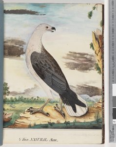 Page 34. Aigle de mer à poitrine blanche allié au faucon axillaire - Unknown artist