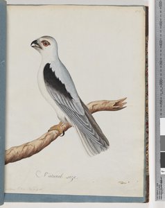 Cerf-volant à épaules noires. Faucon axillaire - Unknown artist