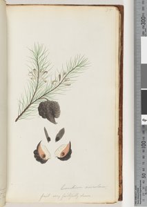 Page 35. Conchium aciculare / Fruit très fidèlement dessiné Buisson à aiguilles poilues