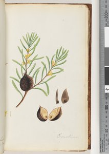 Page 36. Conchium - Unknown artist
