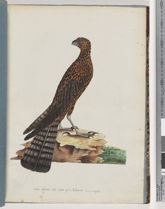 Page 36. Faucon rouge. Faucon radié - Unknown artist