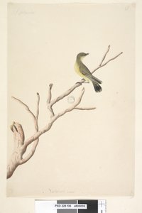 Page 36. Septembre. Taille réelle, Yellow Thornbill Acanthiza nana, 1791-92 - Unknown artist
