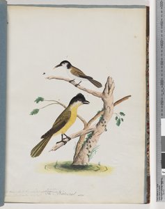 Page 37. 1. Oiseau non identifié. Méliphage agile. Grimpereau à tête noire