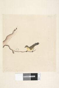 Page 37. Octobre. Taille naturelle Épine-vinette jaune Acanthiza nana, 1791-92