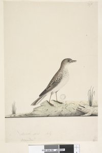 Page 38. Alundu? au-dessus du titre dans une autre main Taille naturelle, Juillet Pipit Anthus australis, 1791-92 - Unknown artist