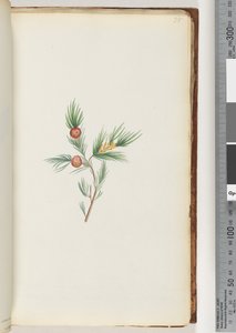 Page 38. Plante non identifiée - Unknown artist