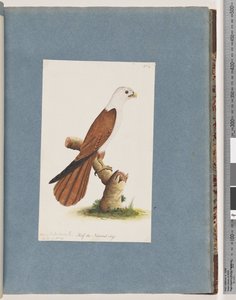Page 39. Aigle de mer à dos rouge. Variété d