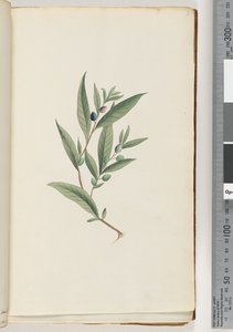 Page 3. Plante non identifiée