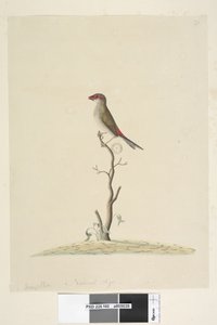 Page 40. Fringilla. Taille réelle Pinson à sourcils rouges Neochmia temporalis Aegintha temporalis, 1791-92 - Unknown artist