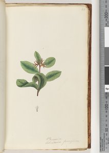 Page 40. Persoonia / Schraderia ferruginea - Unknown artist