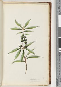 Page 41. Schraderia ? / Persoonia