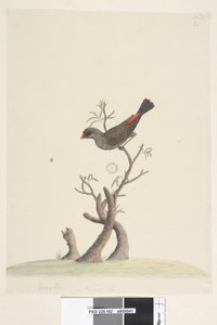 Page 42. Fringilla. Taille naturelle Diamant à queue rousse Stagonopleura guttata, 1791-92 - Unknown artist