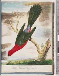Page 42. Perruche royale - Unknown artist