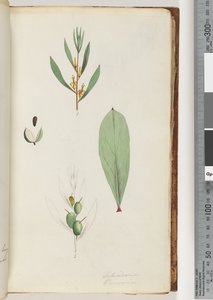 Page 42. Schraderia / Persoonia - Unknown artist