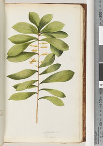 Page 43. Schraderia / Persoonia - Unknown artist
